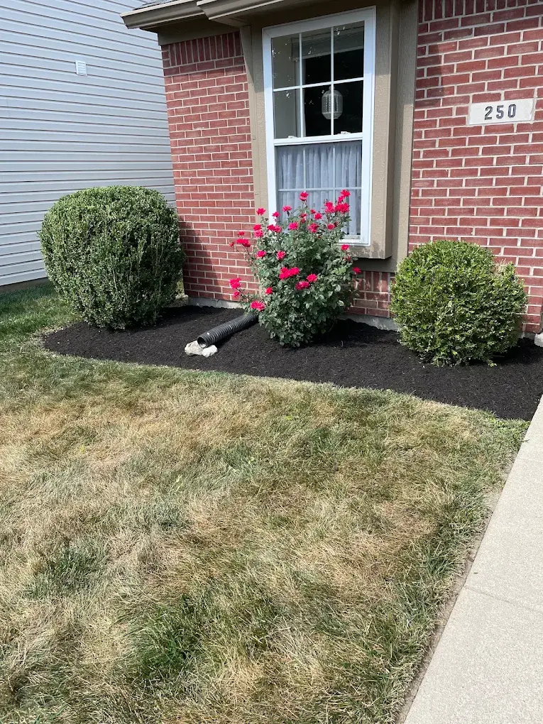 A dark mulched garden bed along a brick house contains two trimmed shrubs and a rose bush with bright pink flowers. A lawn and concrete walkway border the bed.